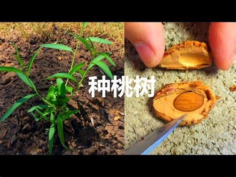 桃子籽種植|【種桃樹】從核果到果香滿枝頭：親手種植桃樹的完整指南！